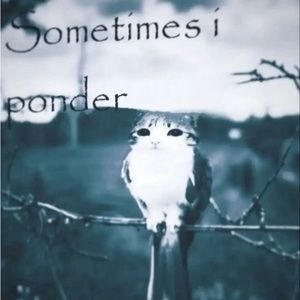 Meet your Posher, Adalyn